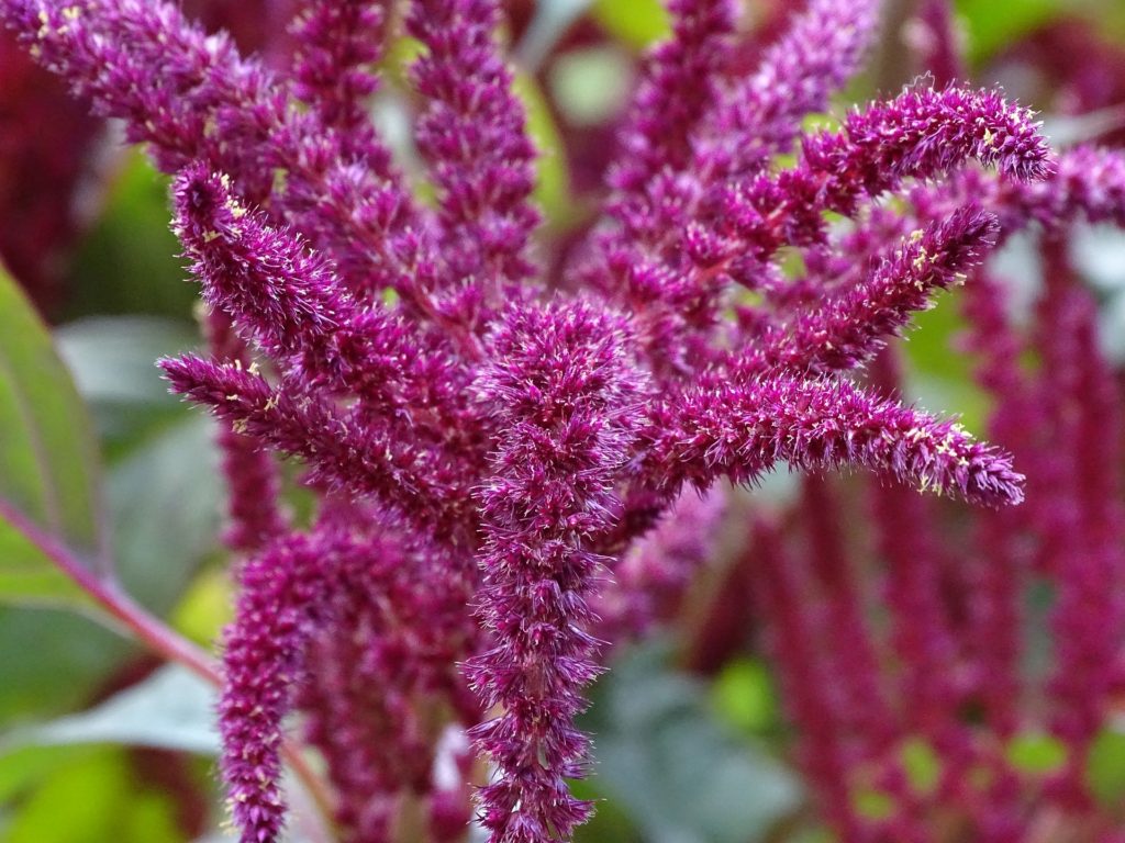 LONDON FREEDOM SEED BANK - A network of food growers and ...